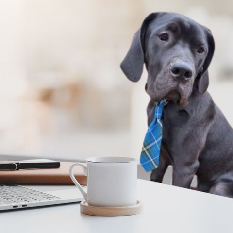 Dog or Cat Neck Tie
