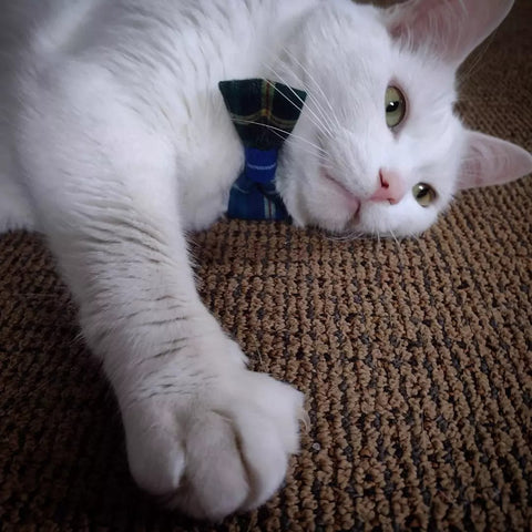 Dog or Cat Bow Tie