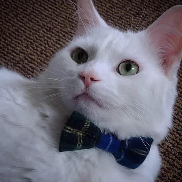 Dog or Cat Bow Tie- Clan & Speciality Tartan