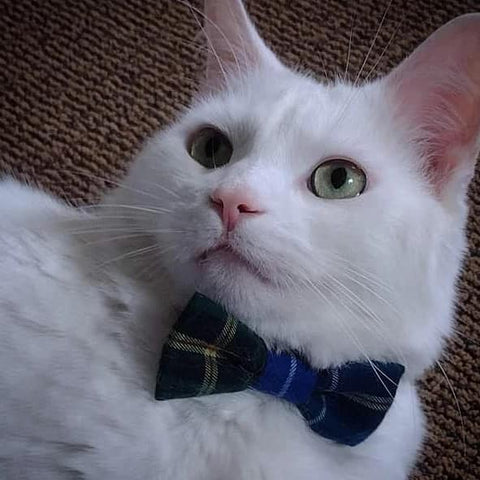 Dog or Cat Bow Tie- Clan & Speciality Tartan
