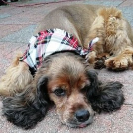 Plaid pup tartan dog scarf