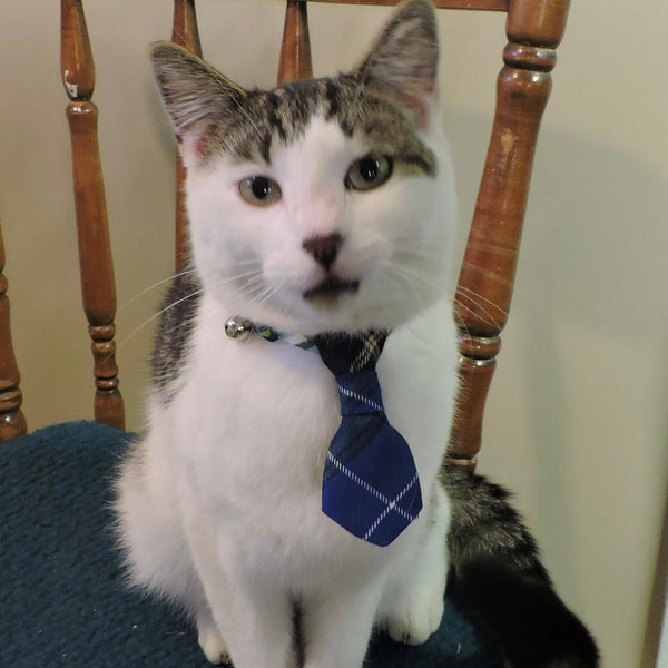 Dog or Cat Neck Tie