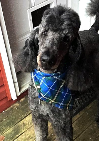 Nova Scotia Tartan Dog Scarf